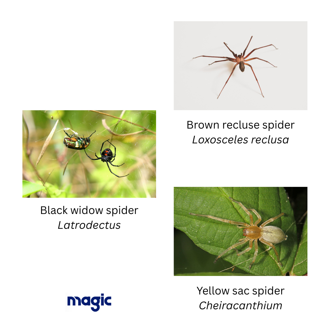 venomous spiders in Ontario