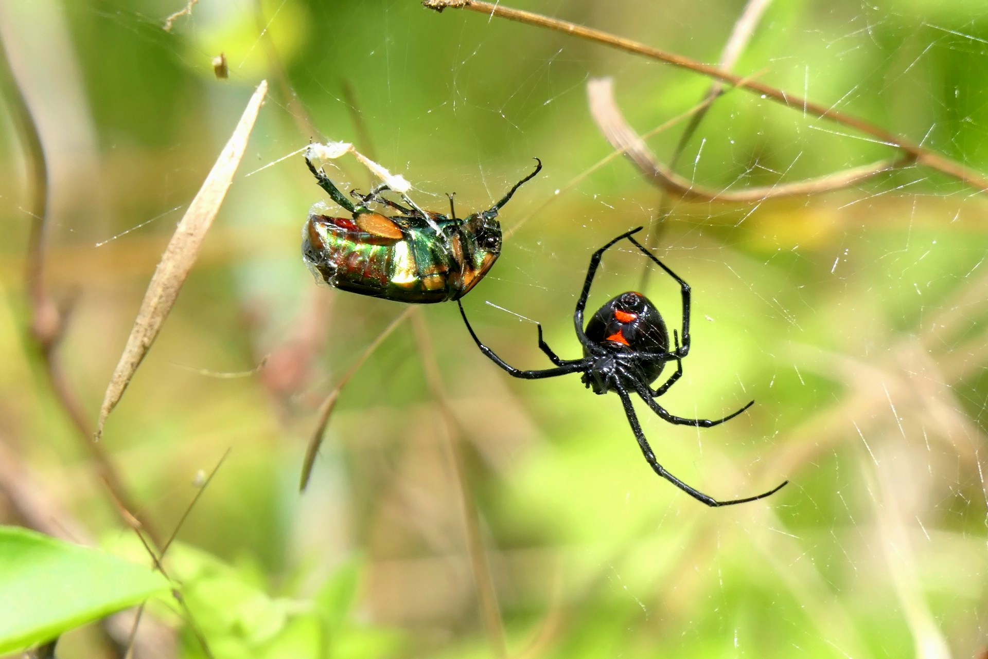 black widow spider