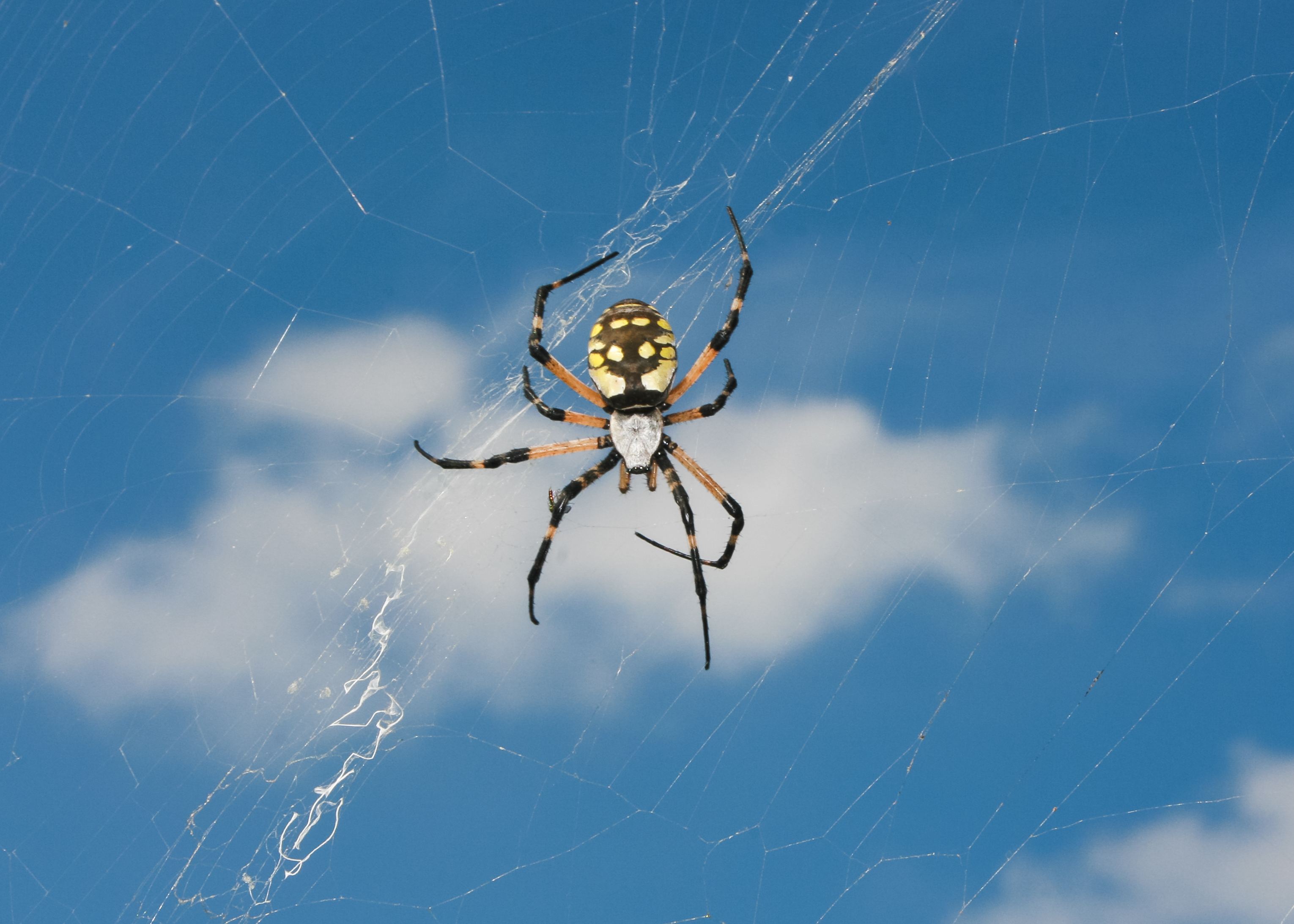 yellow garden spider