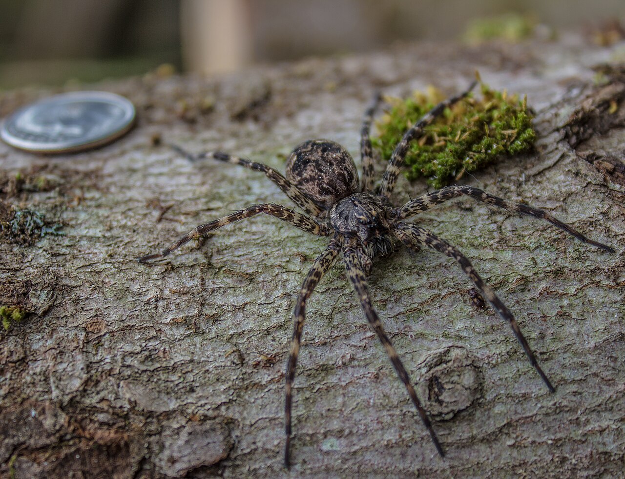 fishing spider