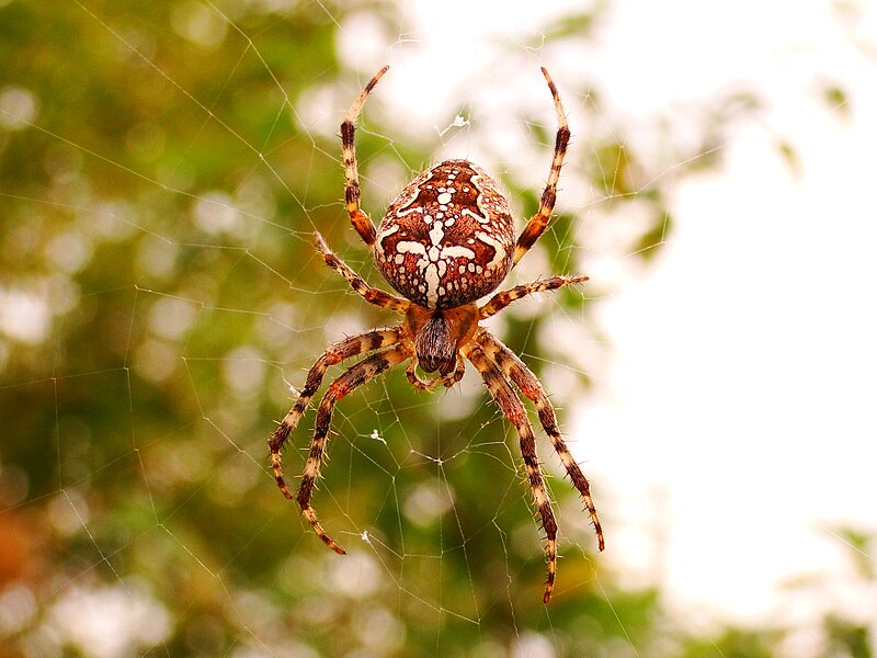 cross orb weaver