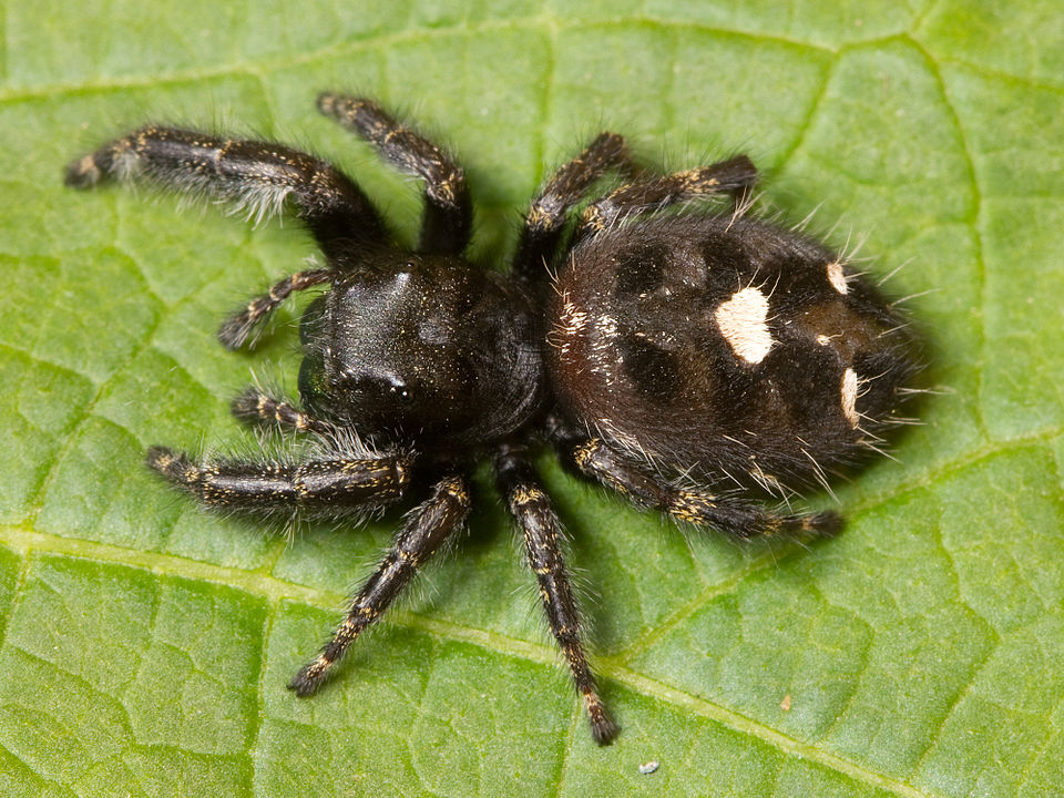 jumping spider
