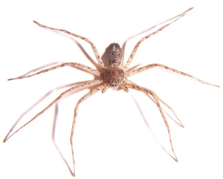 running crab spider