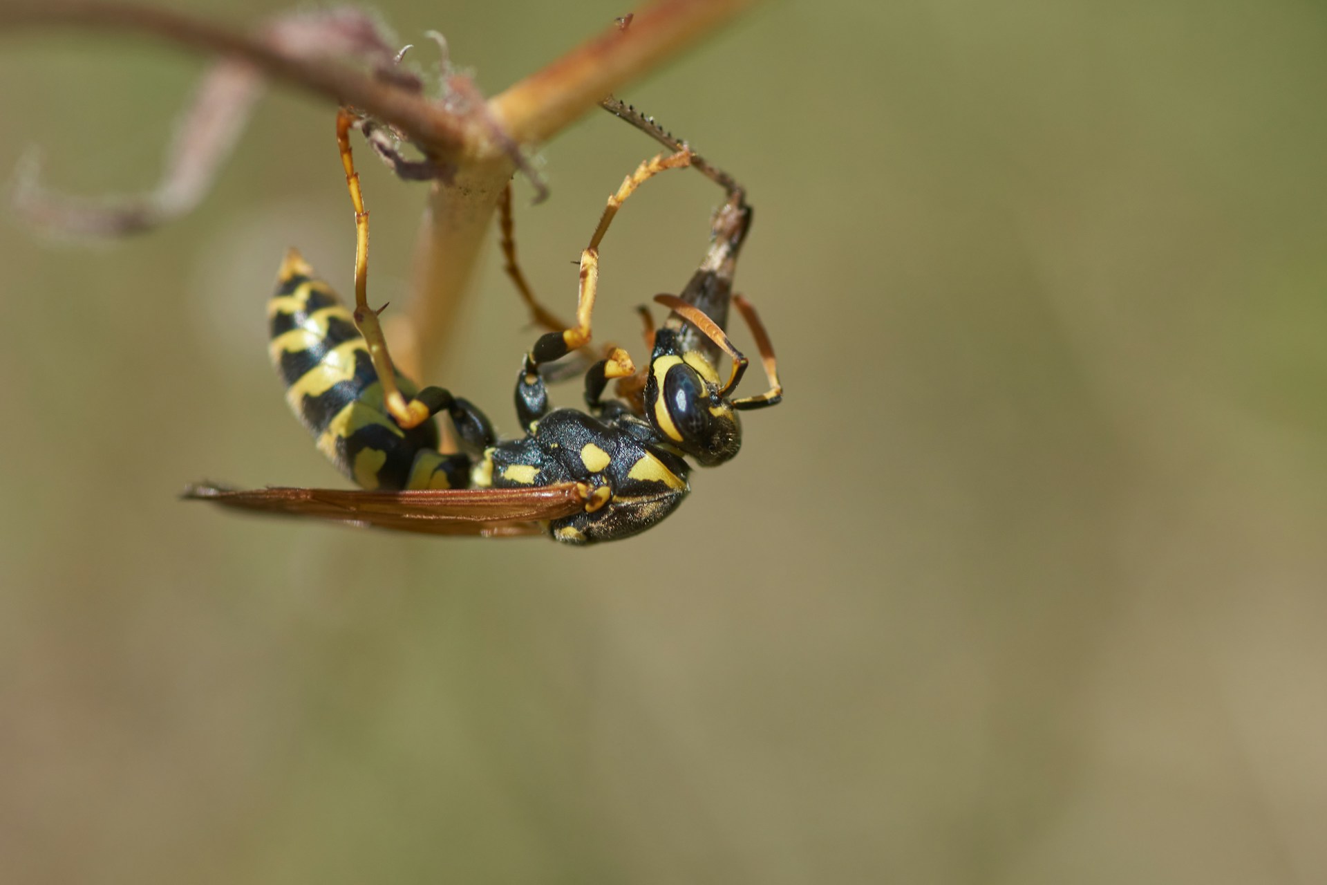 how to keep wasps away