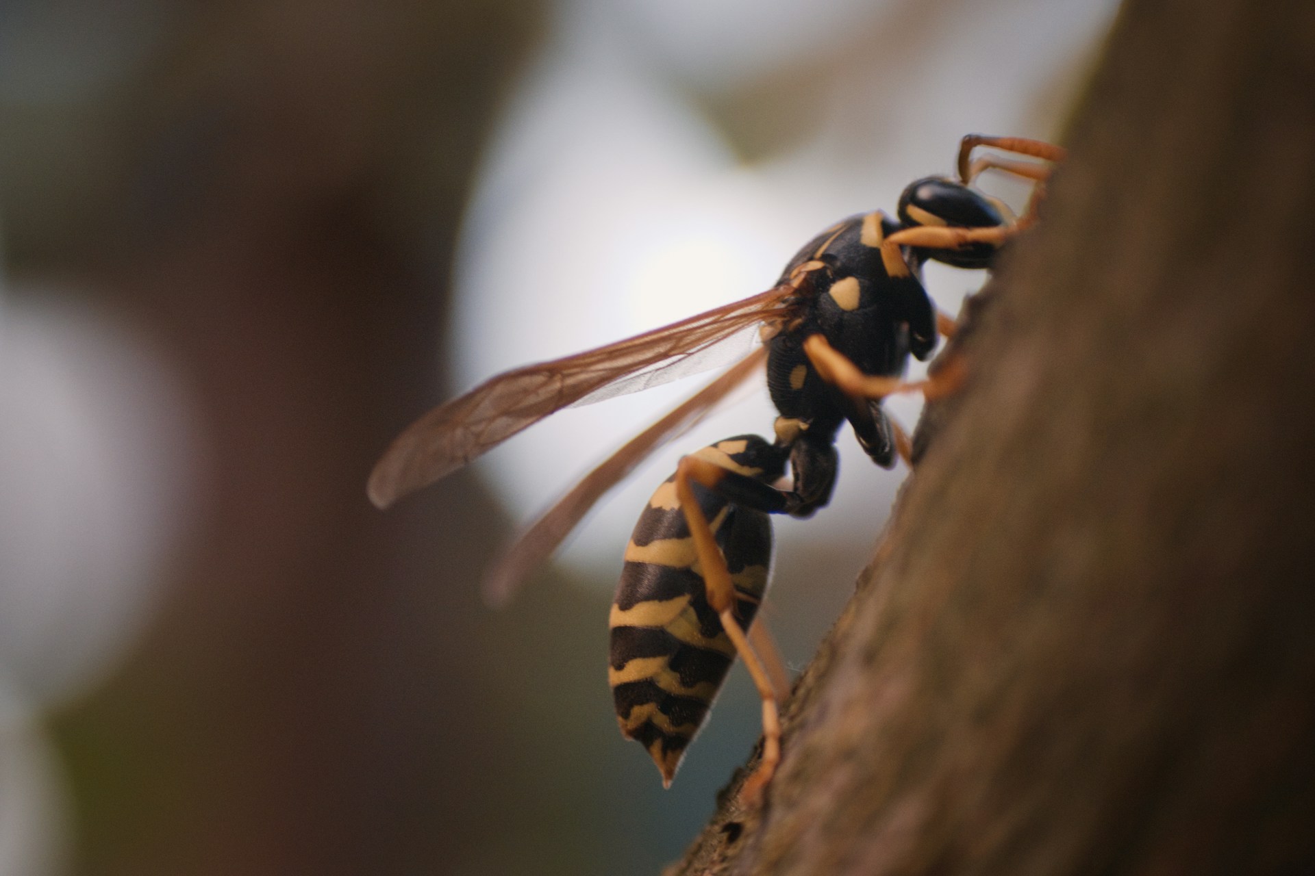 yellowjacket