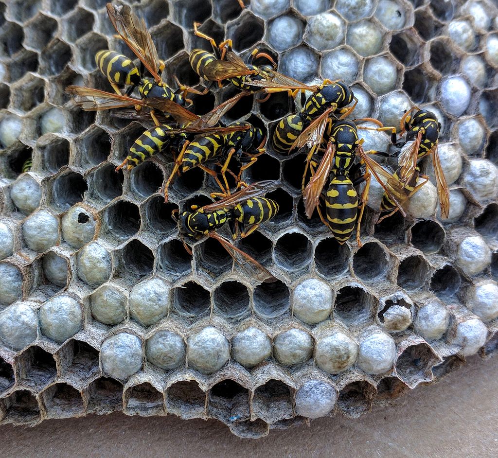 paper wasps