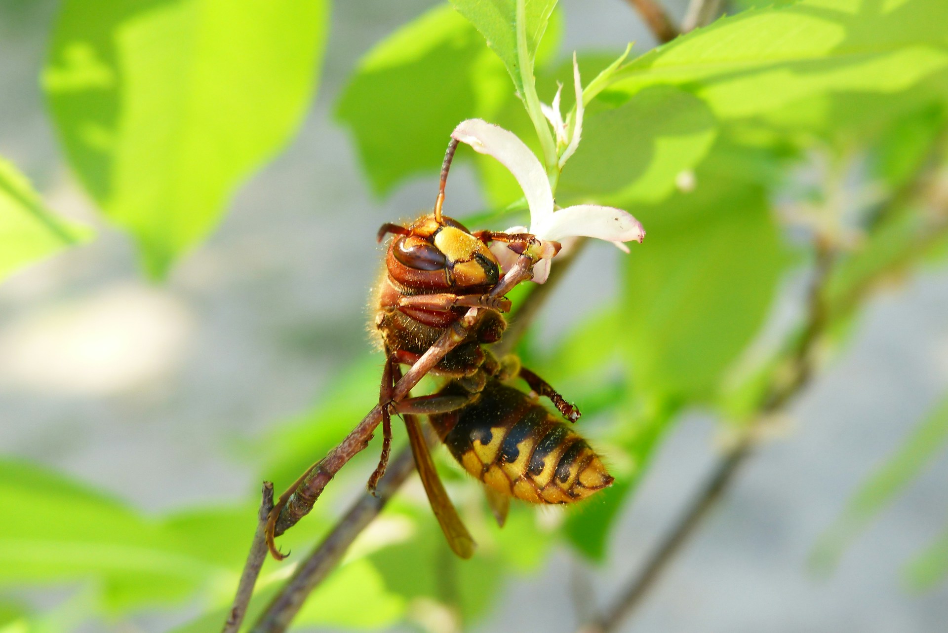 hornet