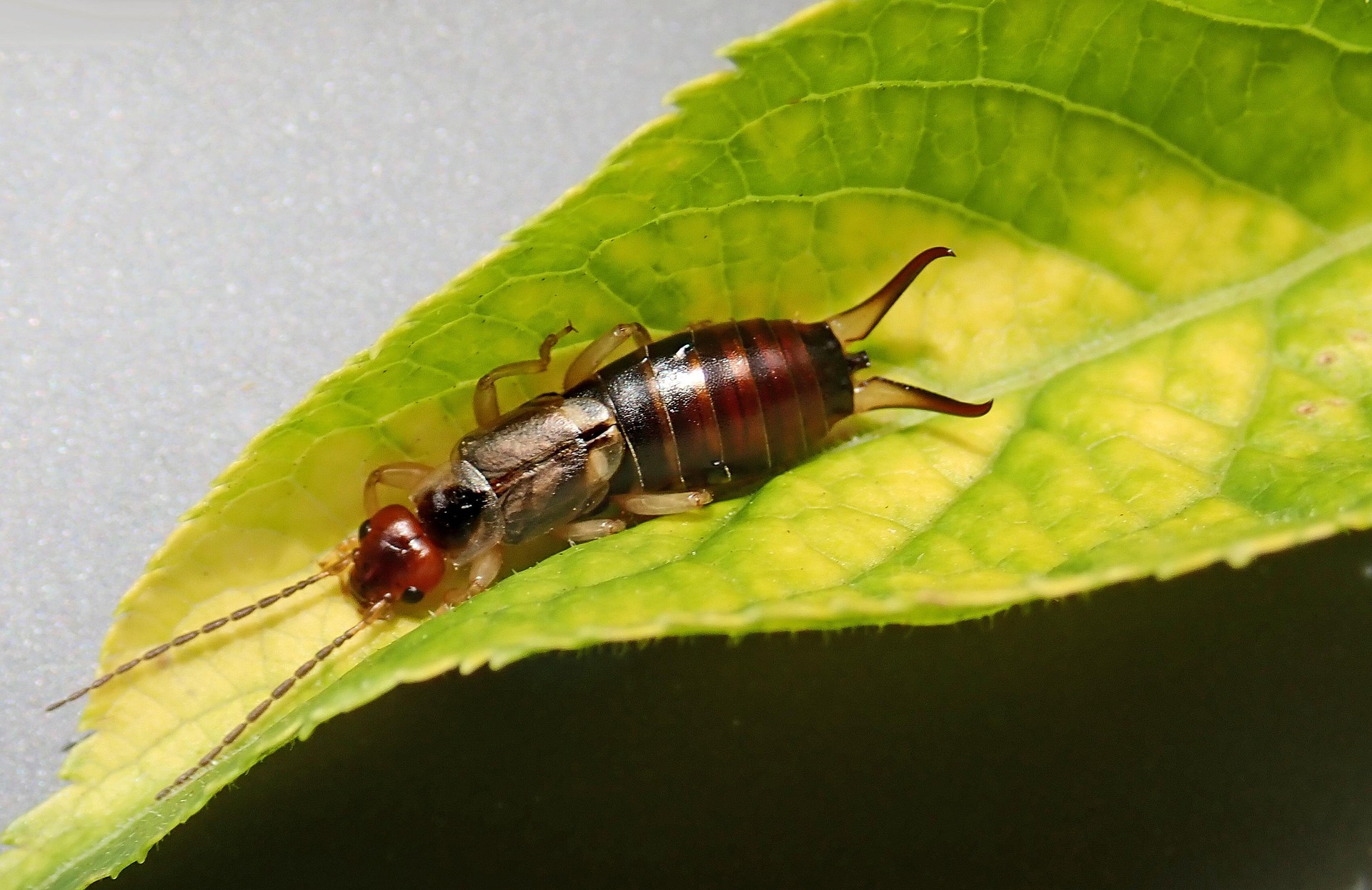 how to get rid of earwigs