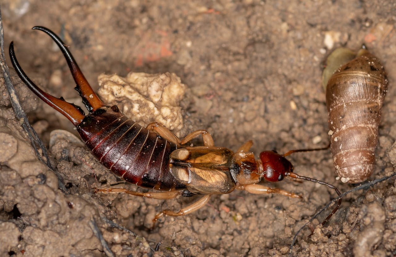 earwig