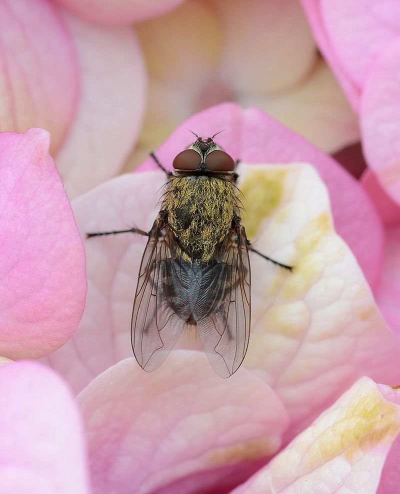 cluster fly