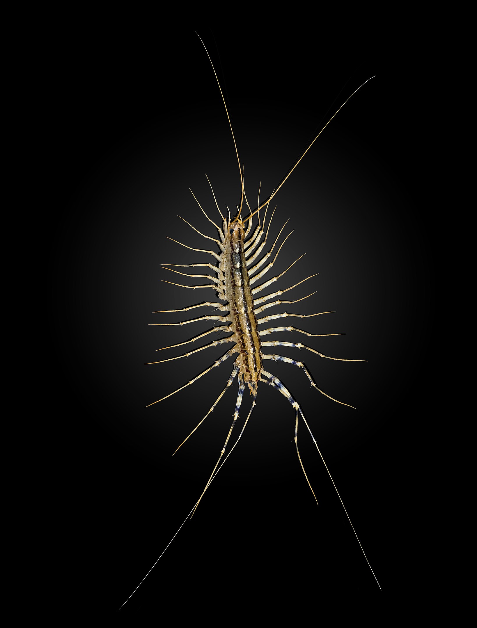 getting rid of house centipedes