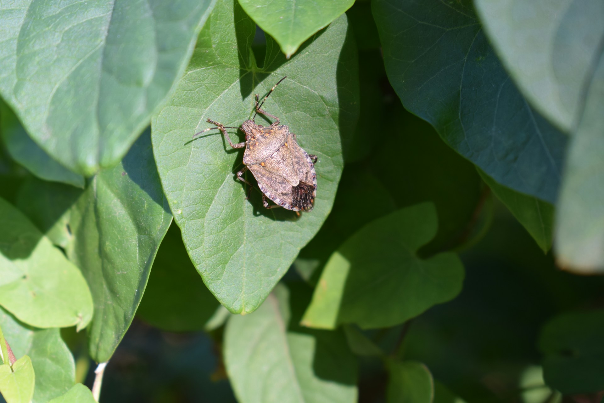 stink bug ontario