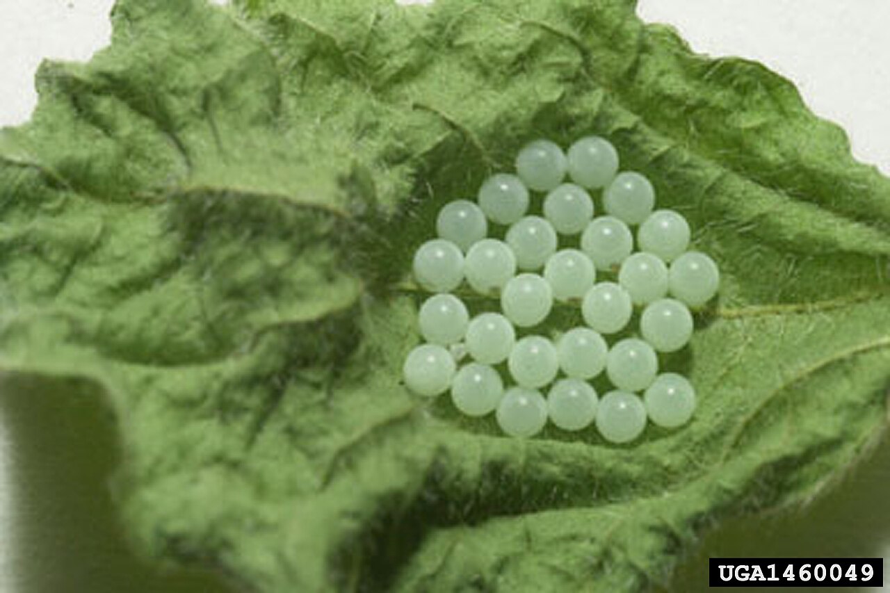 brown marmorated stink bug eggs