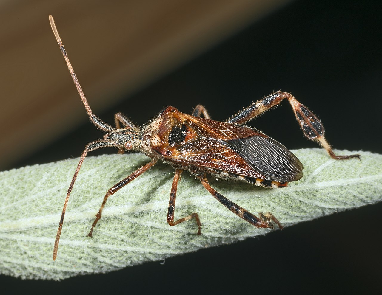 western conifer seed bug