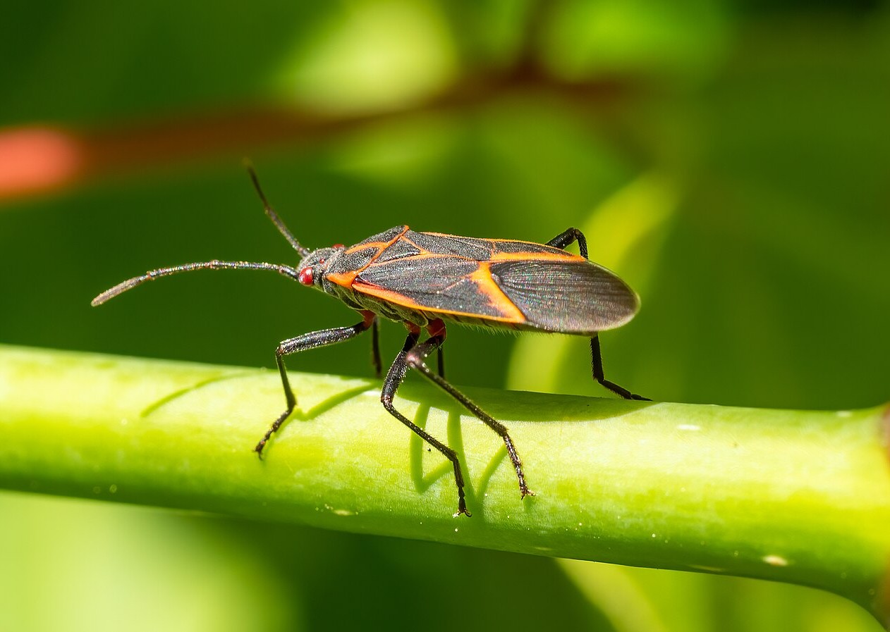 boxelder stink bug look alike