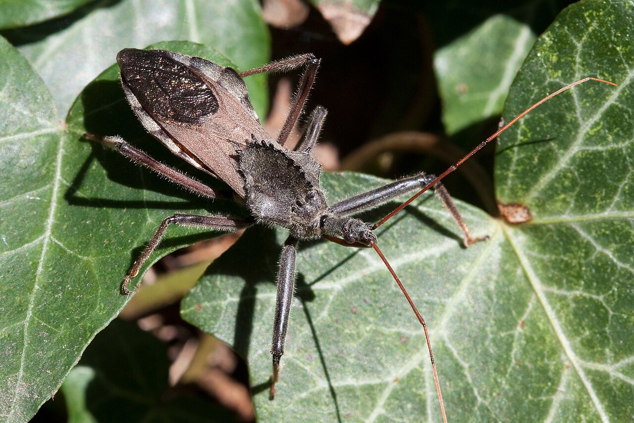 wheel bug