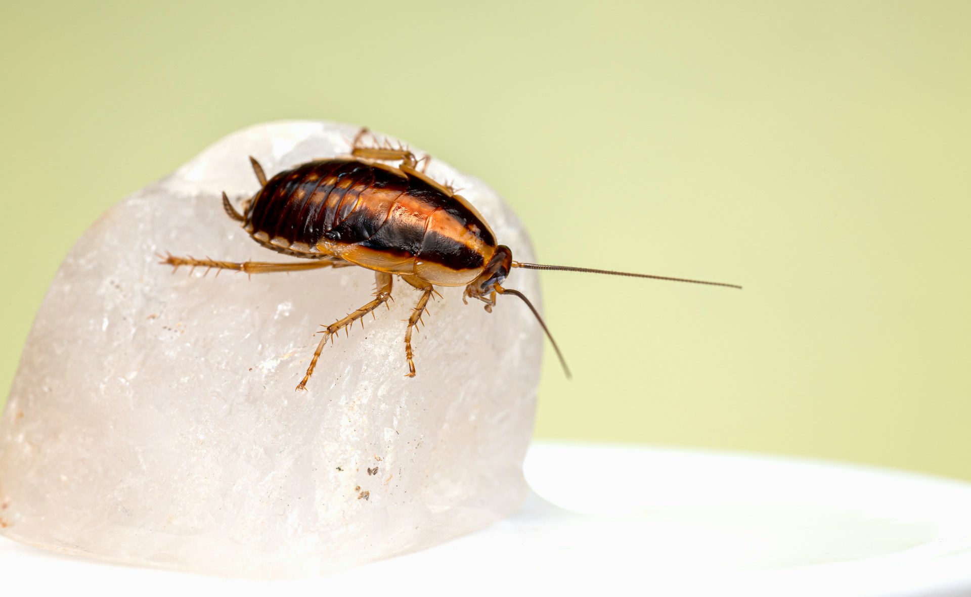 where do cockroaches come from