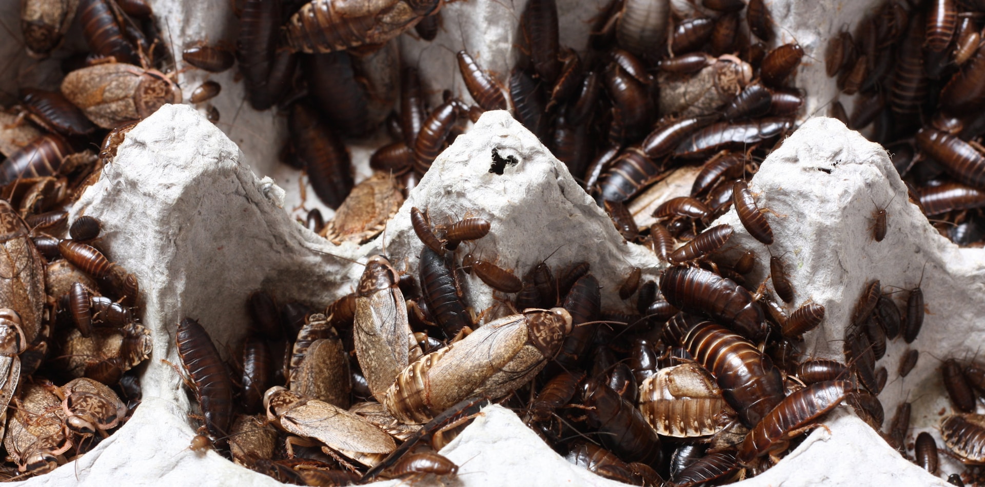 cockroach infestation