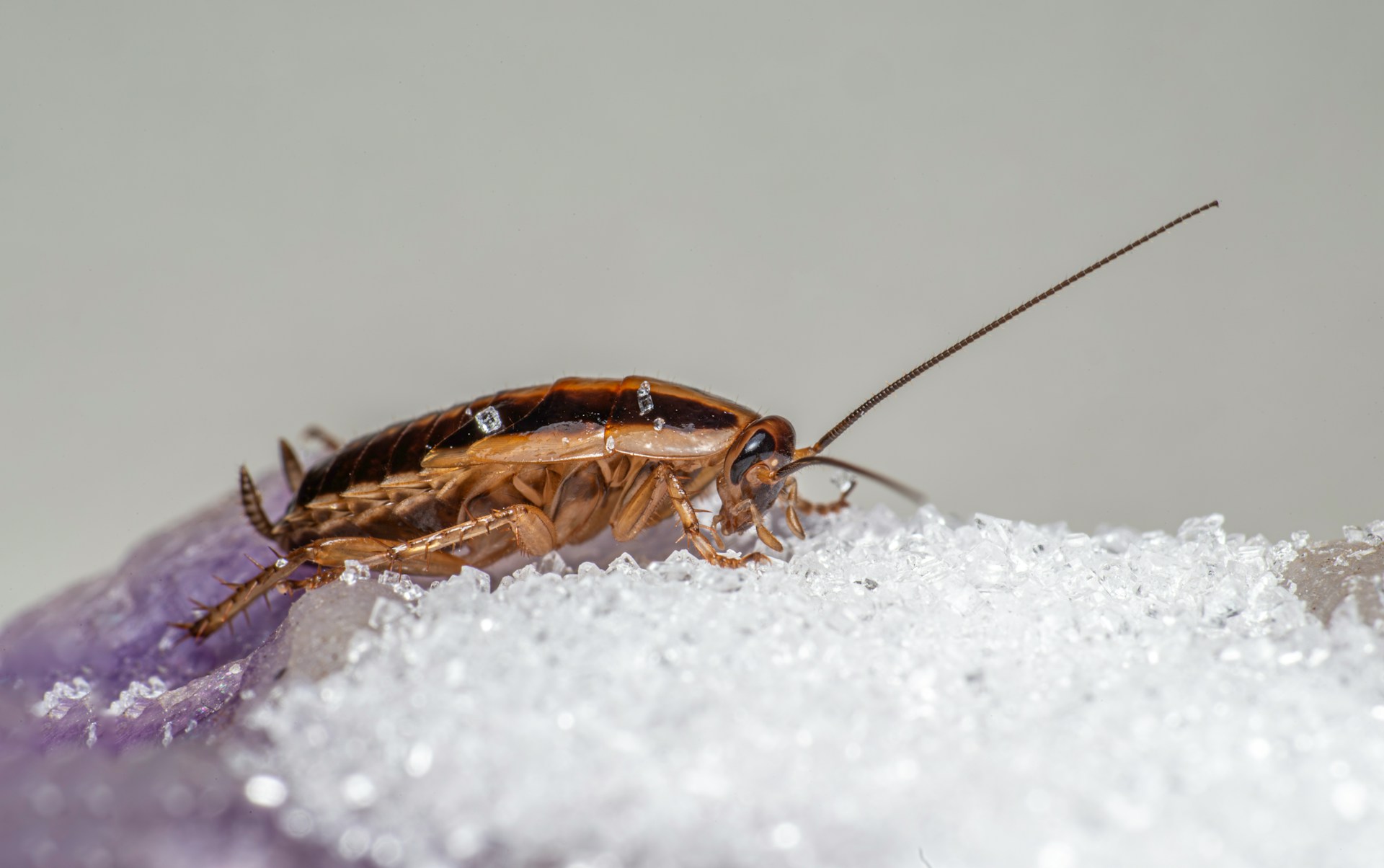 american cockroaches