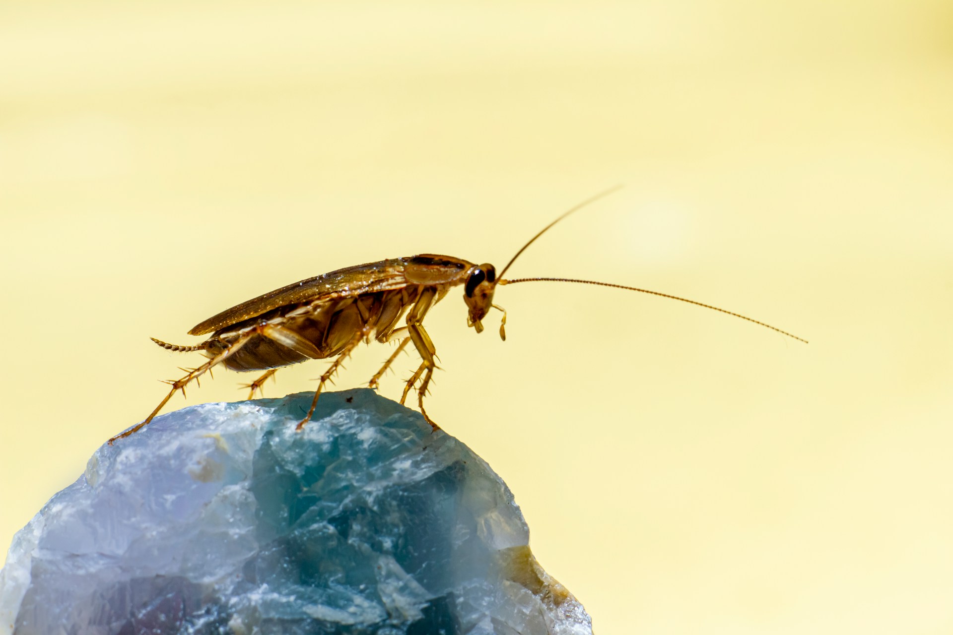 german cockroach