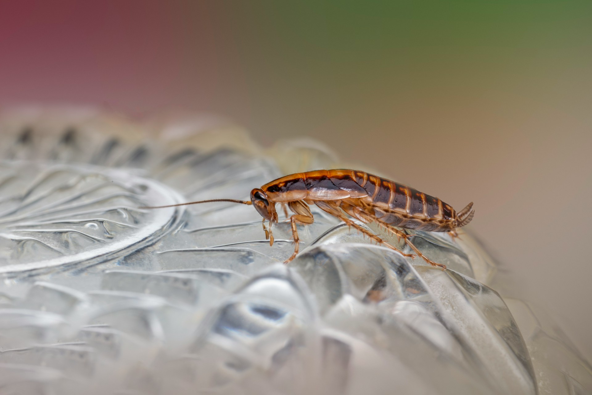 cockroach activity