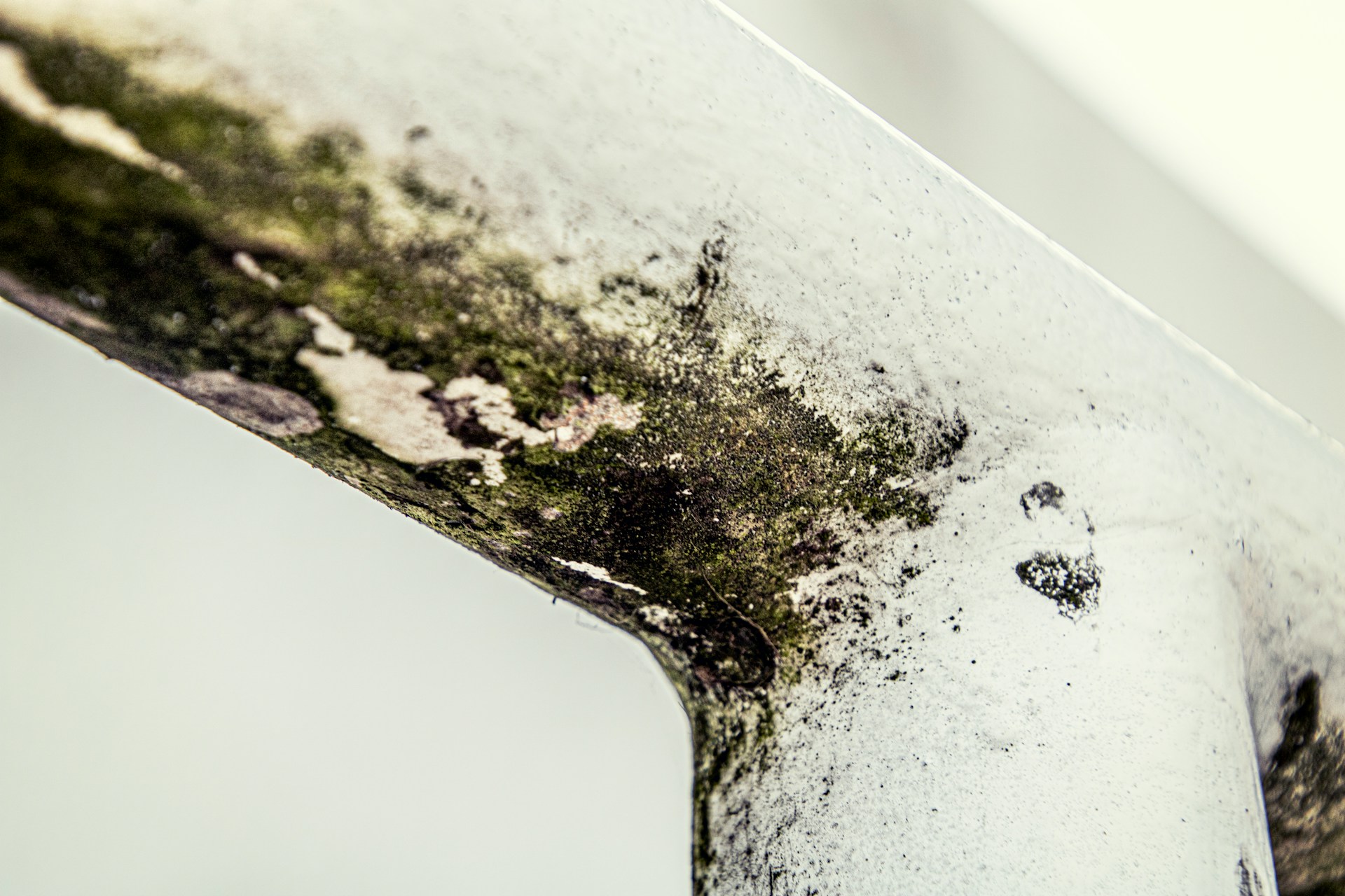 mold growth in basement
