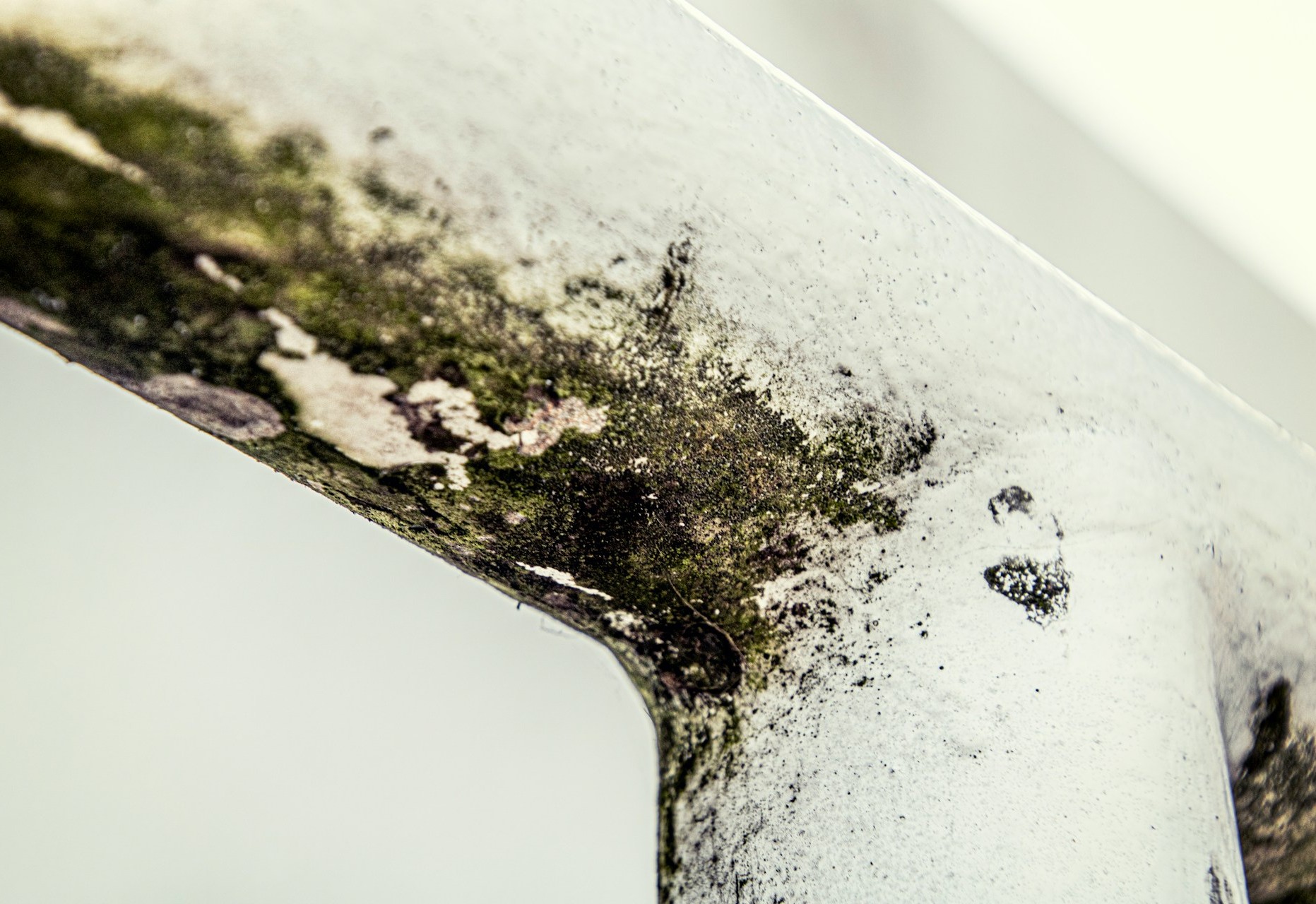 what does mold smell like