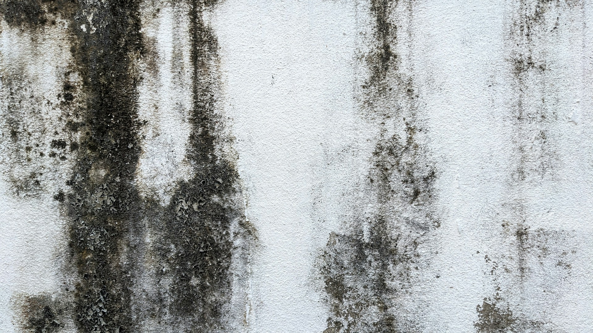 mold spores