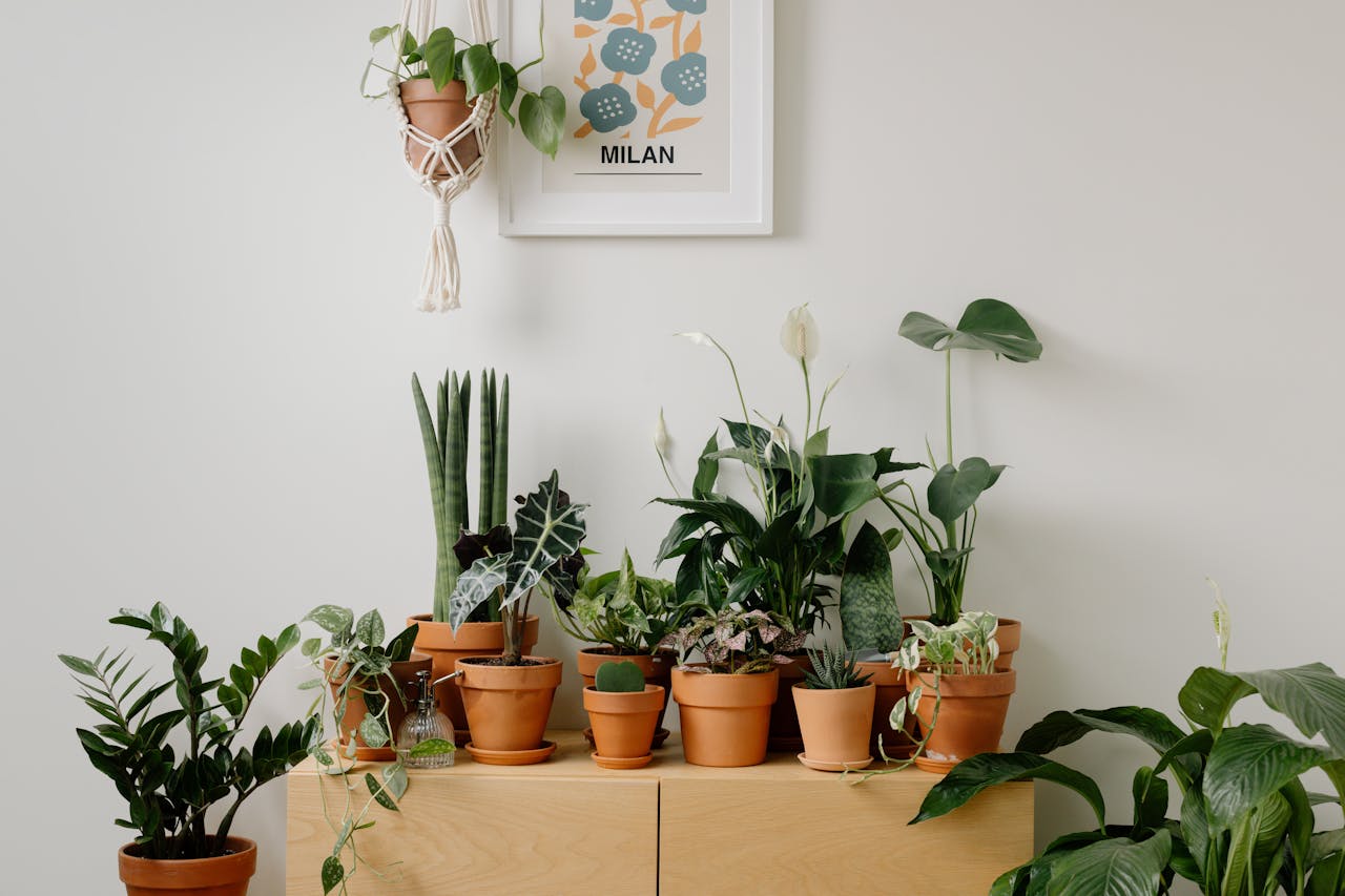 peace lily care