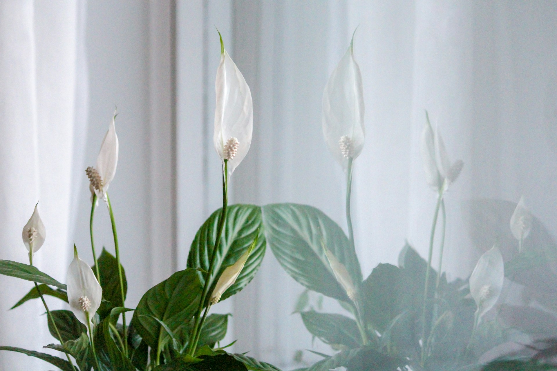 peace lily plant