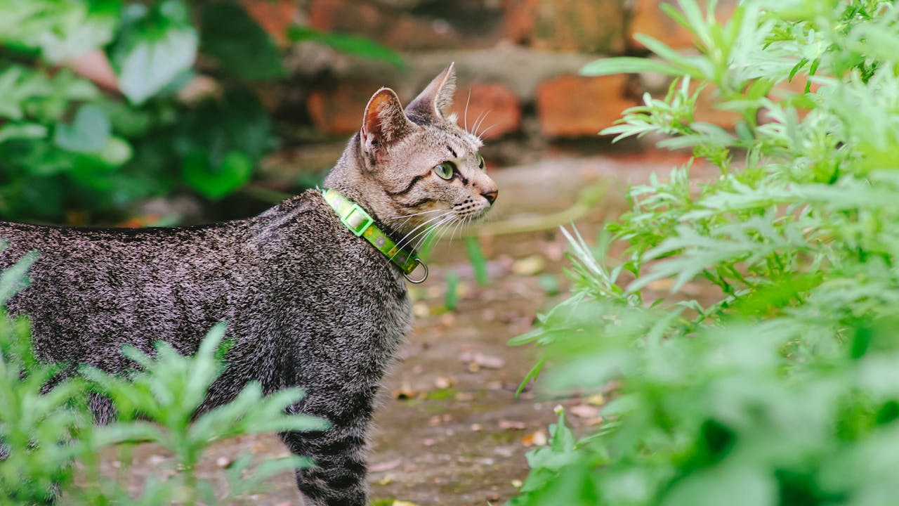peace lilies are toxic to cats