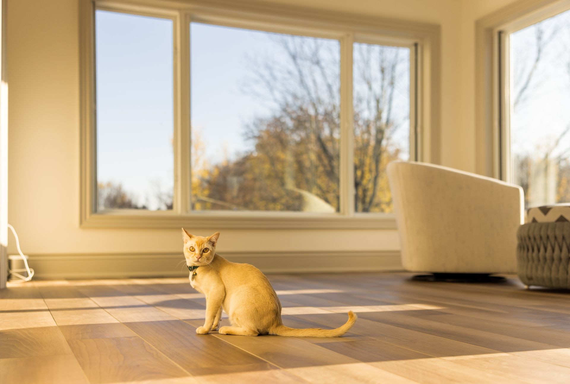 perfect room temperature for pets