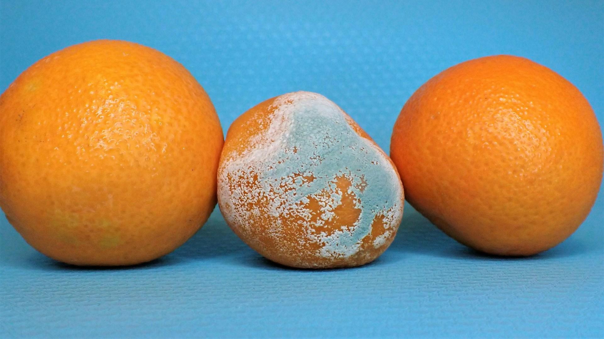 fuzzy mold on oranges