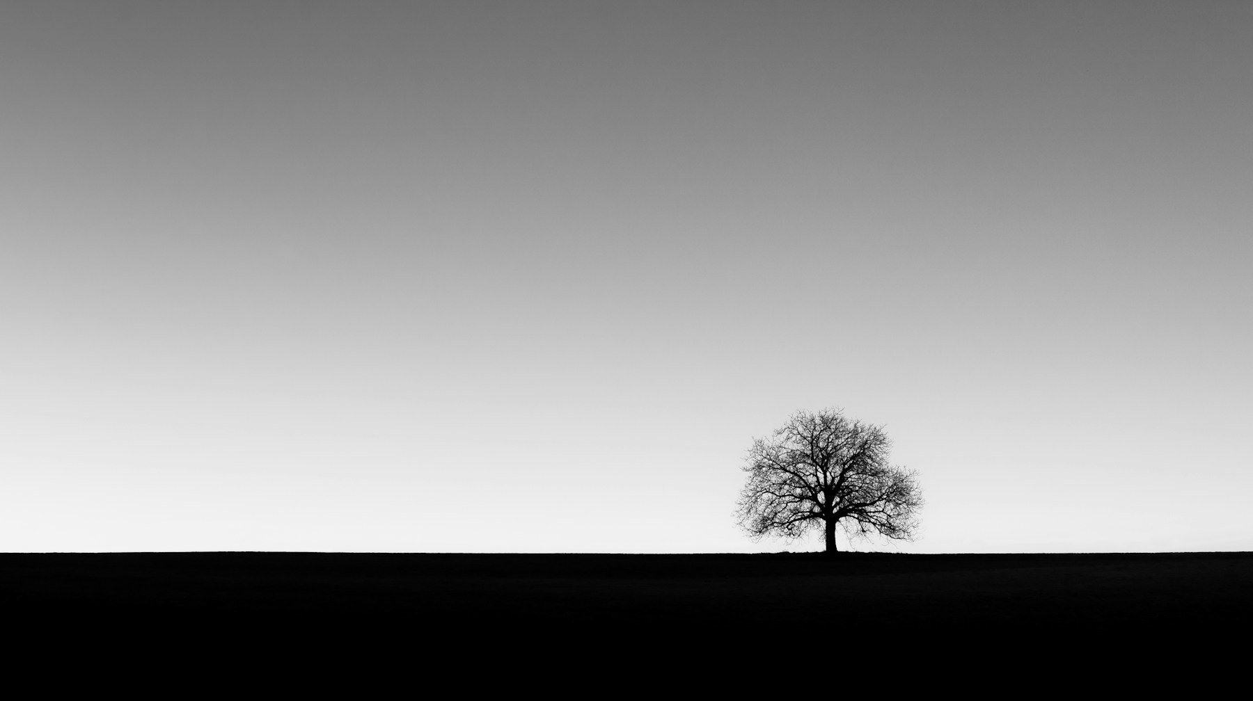 A single old tree on the horizon
