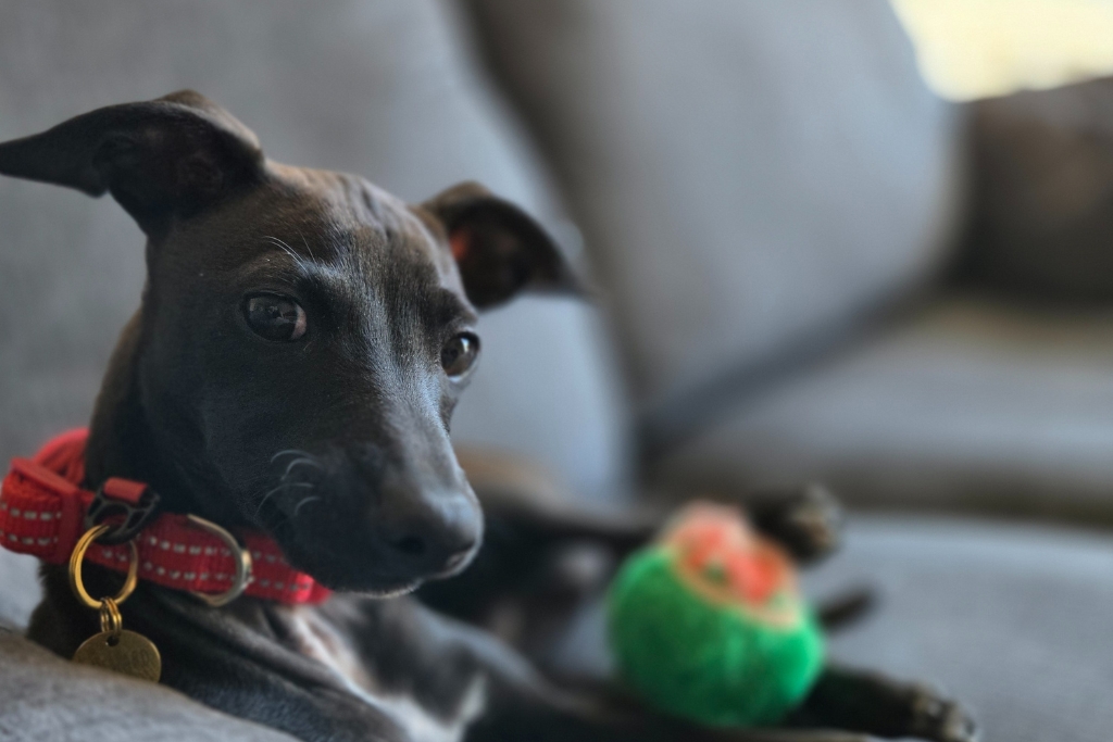 Dog on sofa with tennis ball
