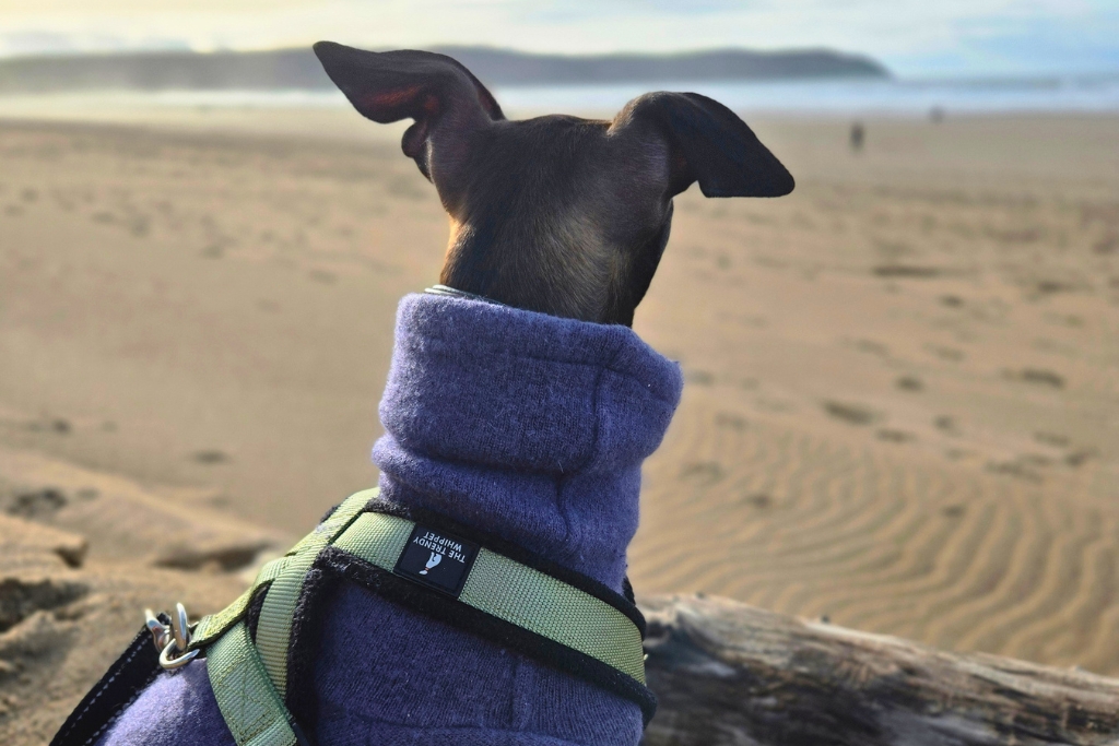 Back of Italian Greyhound dog on Woolacombe Beach
