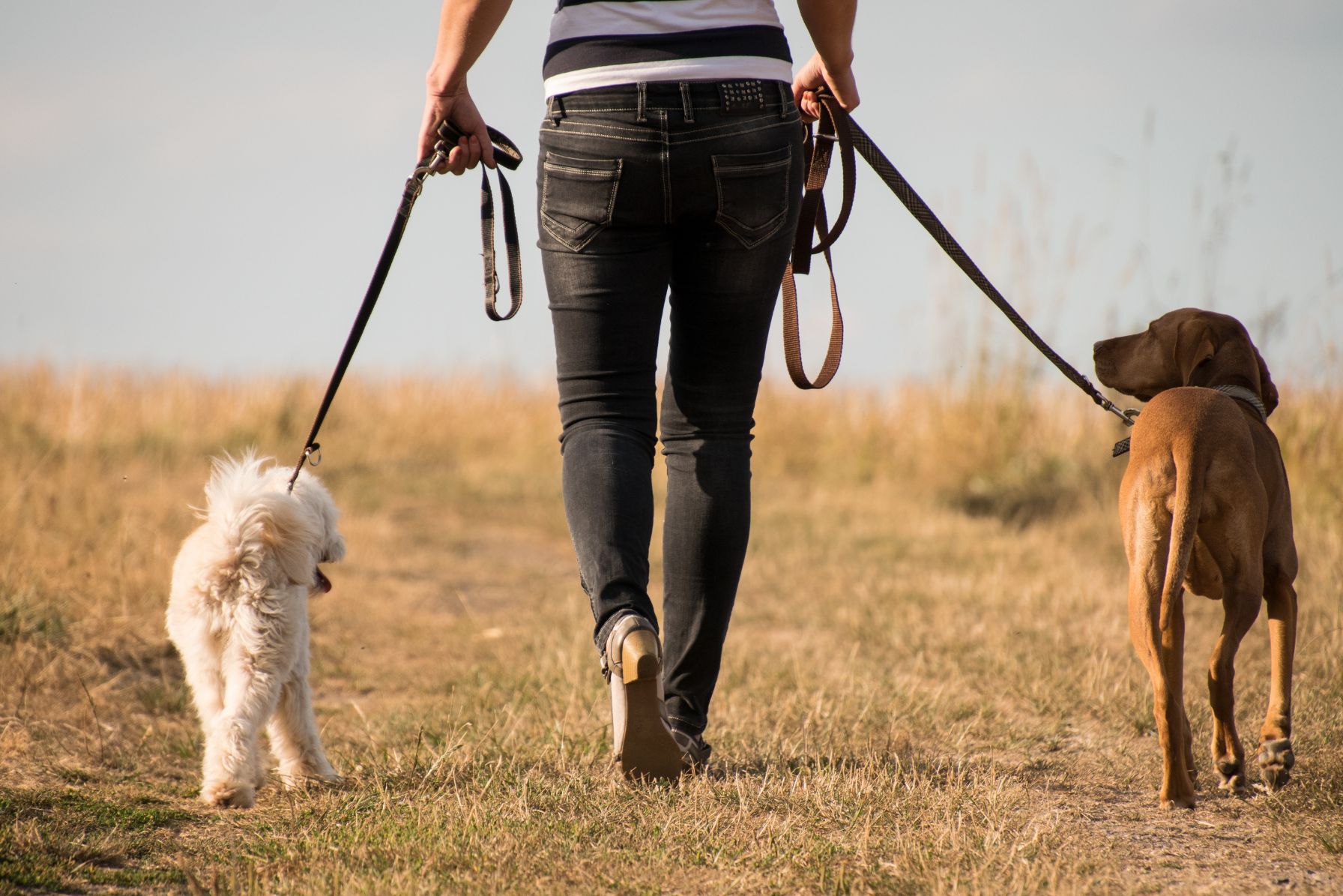 Person walking two dogs in countryside setting