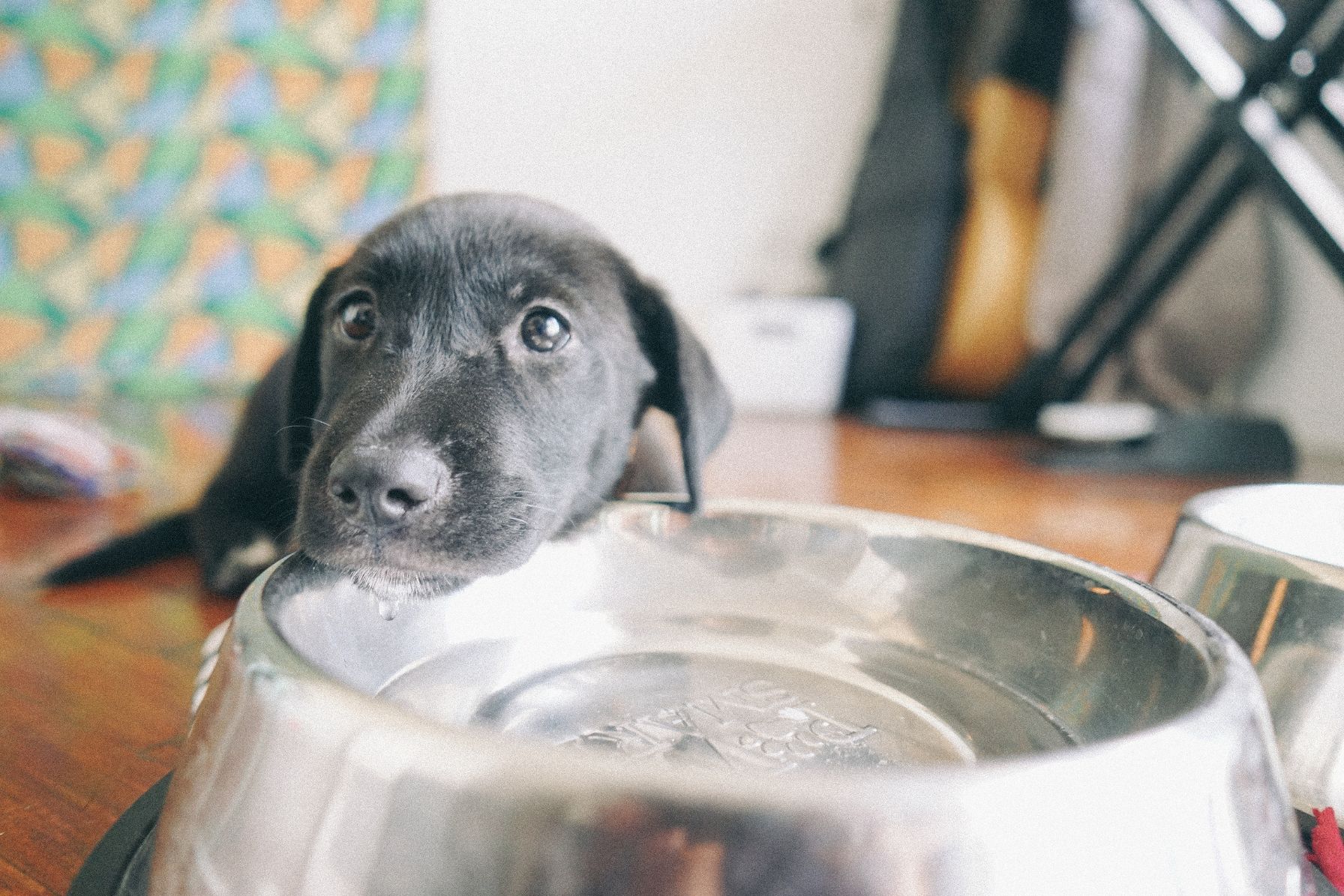 Young dog in restaurant resting chin on water bowl