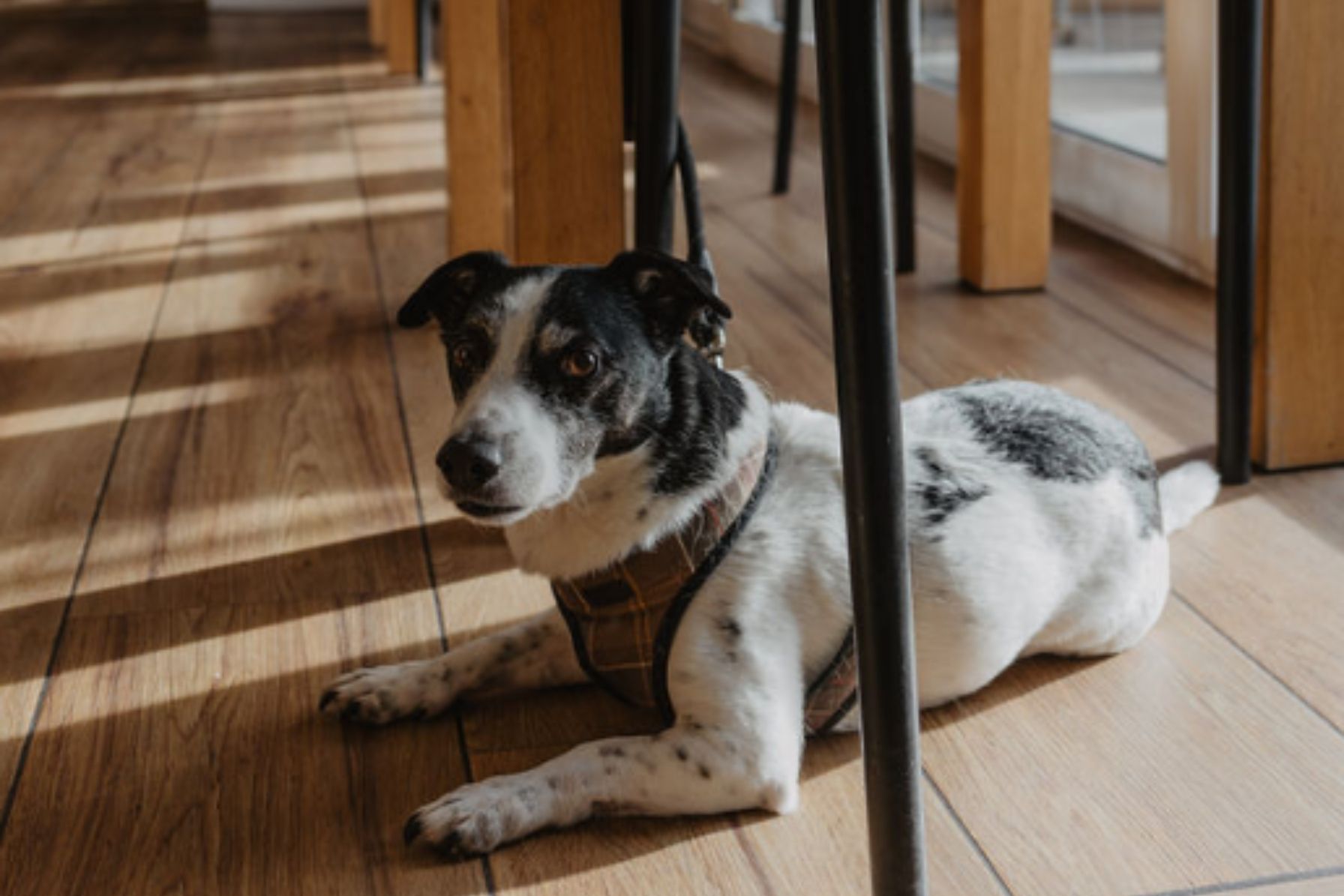Dog lying on floor of restaurant
