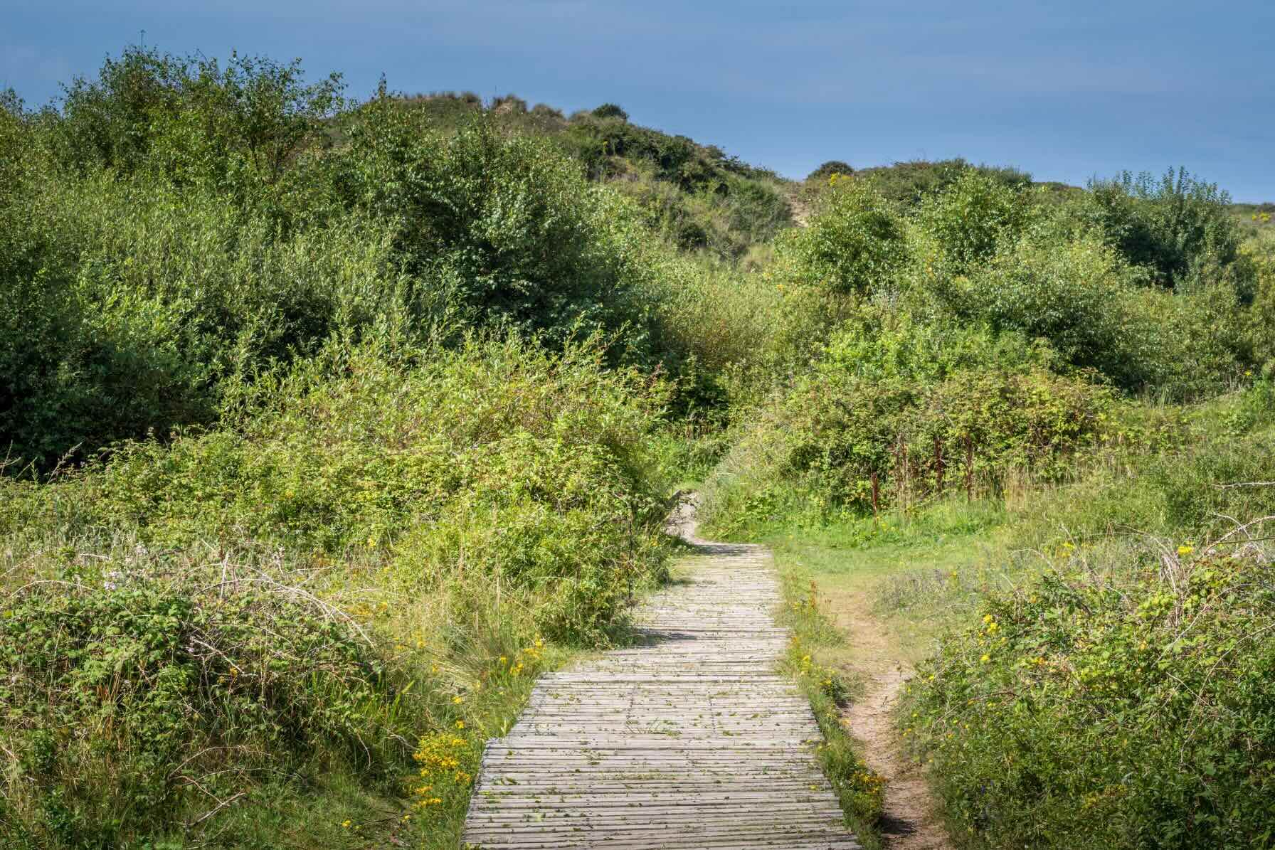 Footpath at Braunton Burrows
