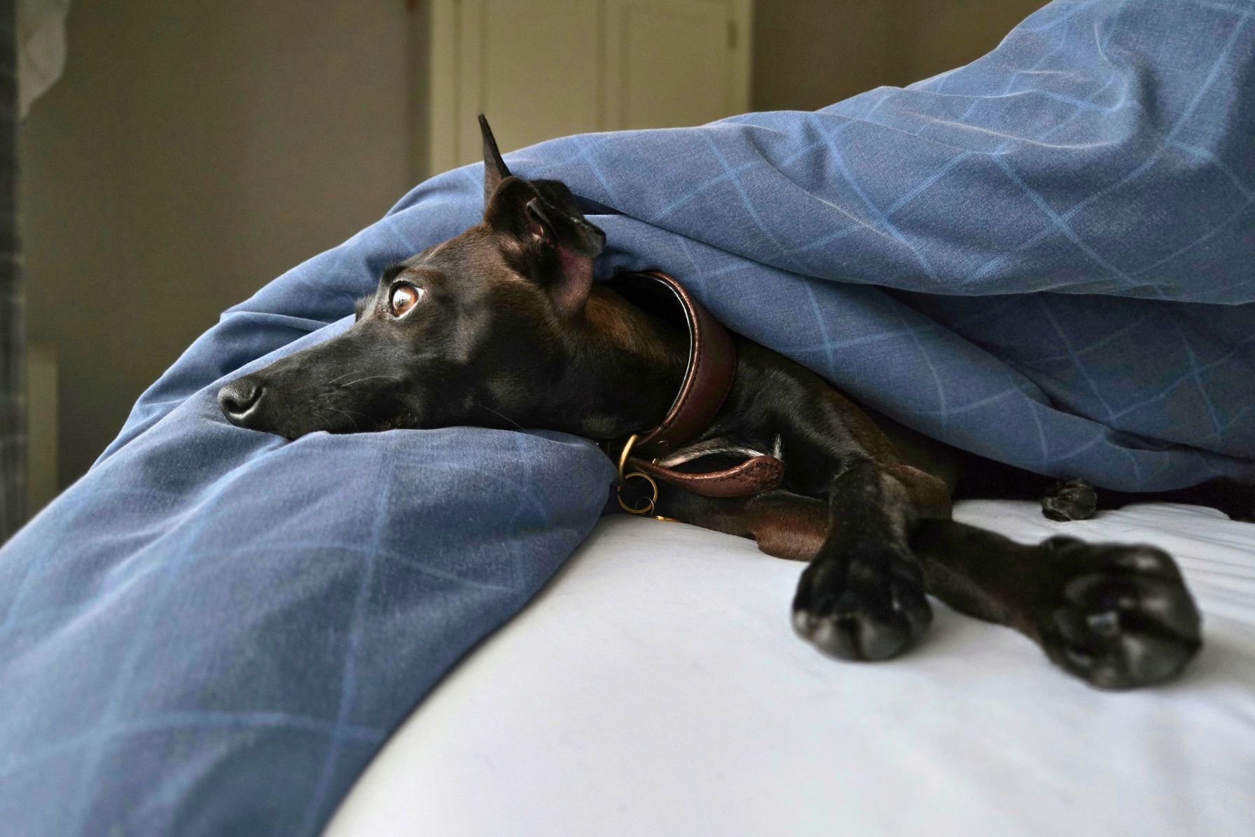 A cute Italian Greyhound dog snuggled in bed