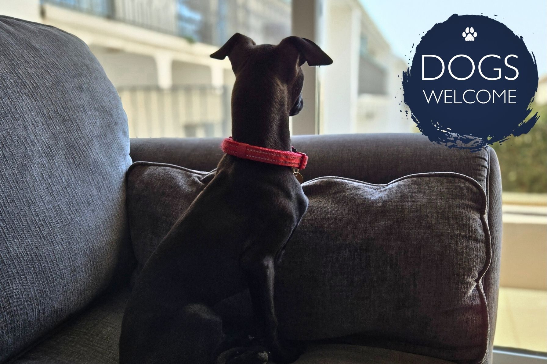 Dog on sofa with text 'dogs welcome'