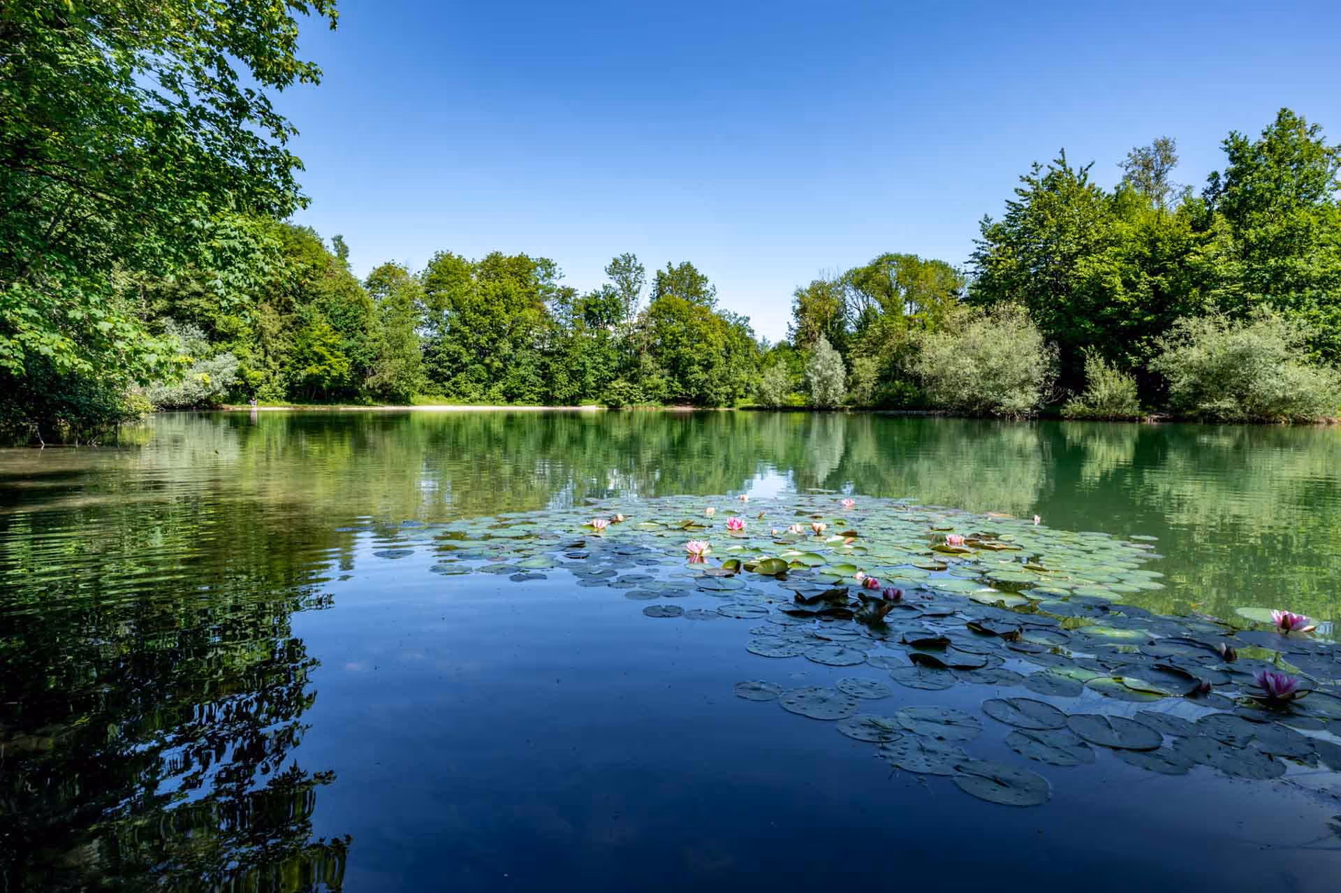 See mit grünen Seerosen und rosa Blüten, umgeben von dichtem grünem Wald unter klarem blauem Himmel.