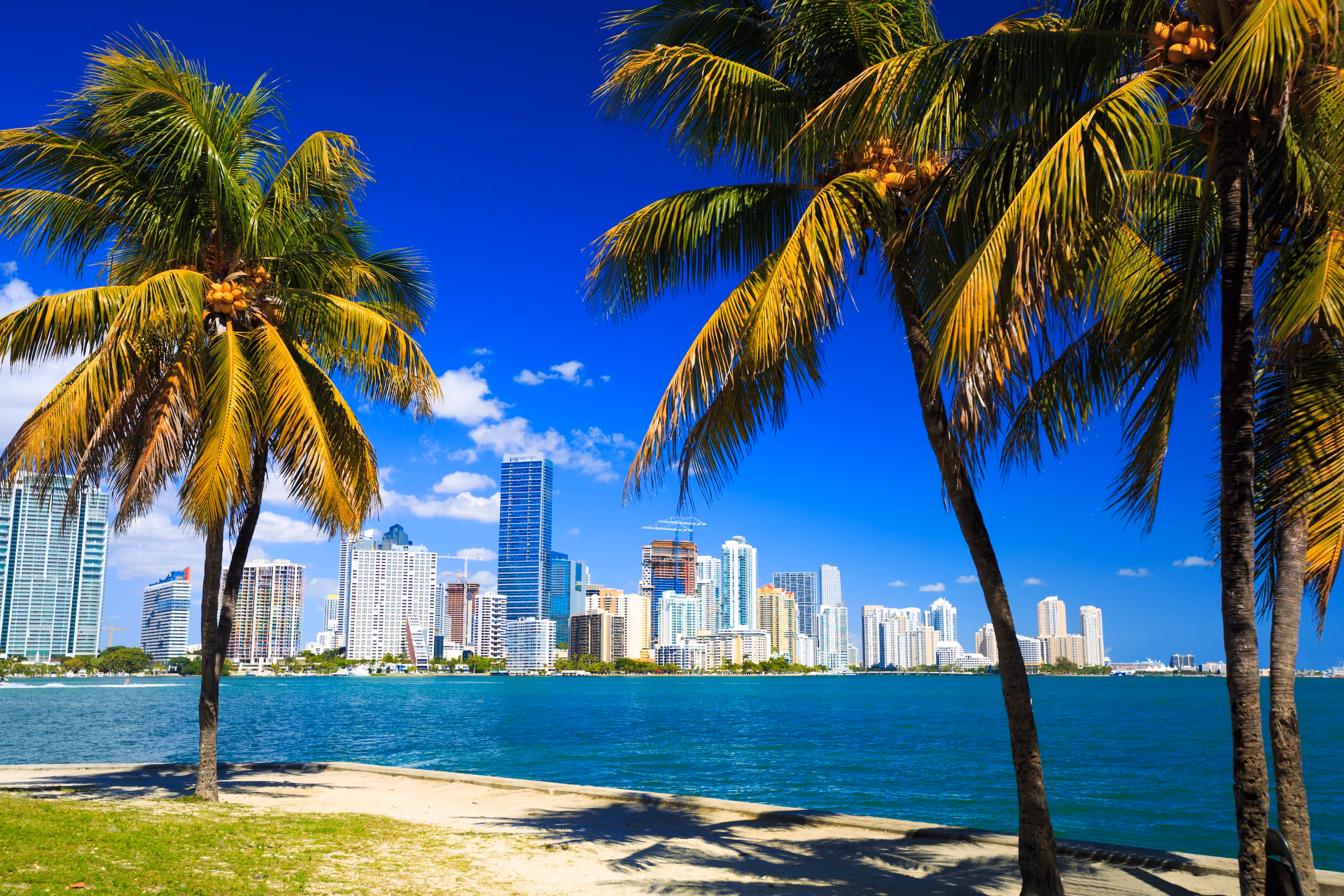 Miami Skyline photo