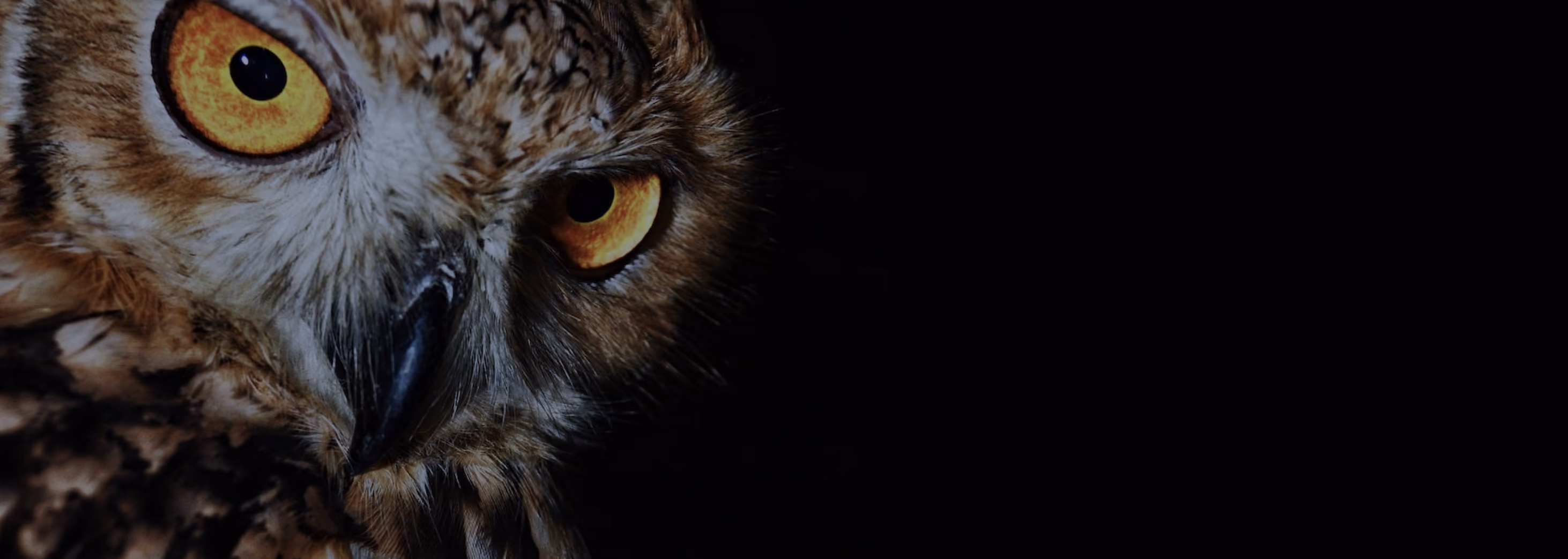 Unisight banner; owl
