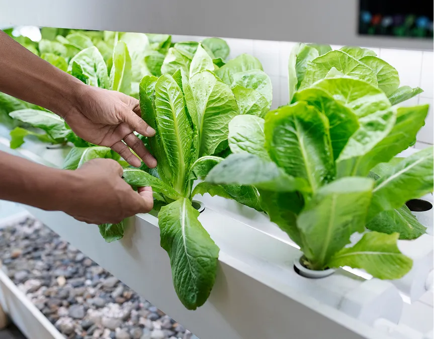 Automated irrigation system in a greenhouse.