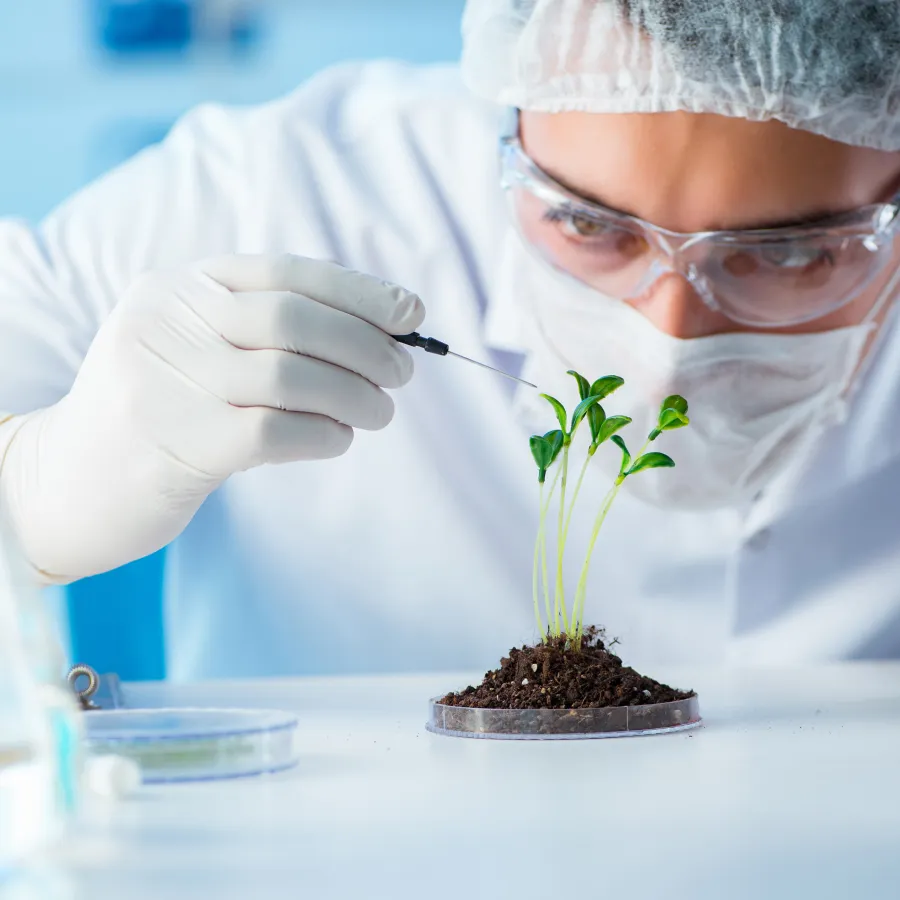 Scientist in a lab injecting a seedling in a petri dish, representing biotechnology in agriculture.