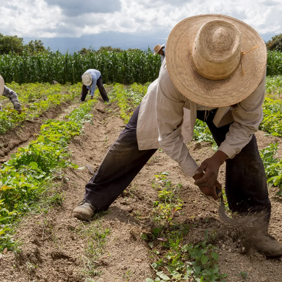 Farmers working in a field, cultivating crops under the sun.