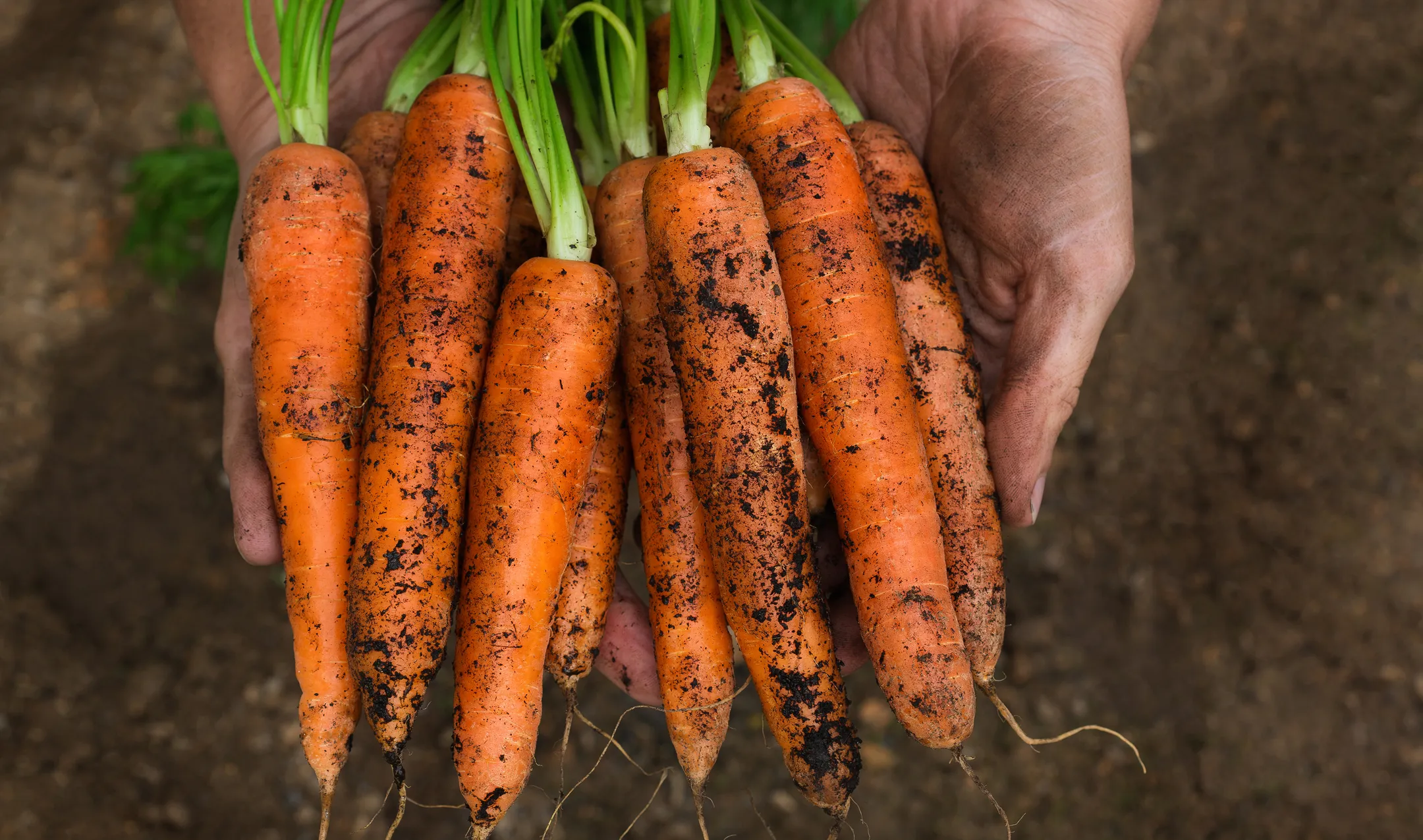 Hands holding freshly harvested carrots with soil.