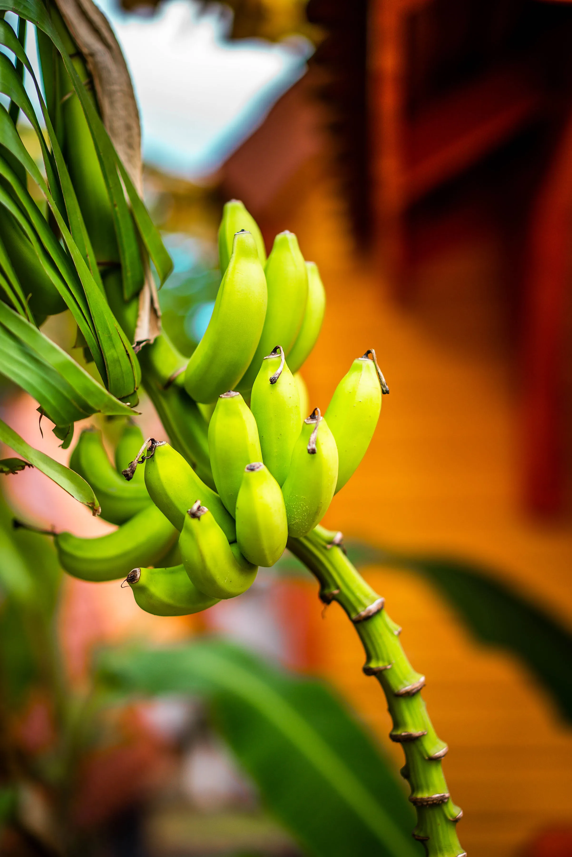 Régime de bananes vertes non mûres sur plant de bananier fond orange